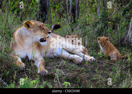 Lion (Panthera leo), lionne couchée dans l'herbe avec deux chatons, Kenya, Masai Mara National Park Banque D'Images