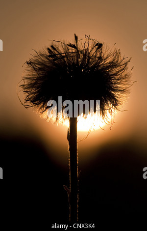 Colt's-foot, âne (Tussilago farfara), tête de fructification en contre-jour, l'Allemagne, Rhénanie-Palatinat Banque D'Images