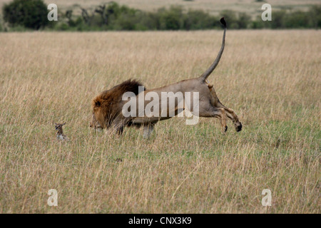 Lion (Panthera leo), homme attraper une gazelle faon assis dans l'herbe sèche de la savane, Kenya, Masai Mara National Park Banque D'Images