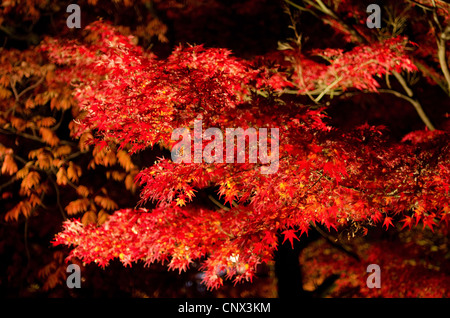 Feuilles rouges de l'érable japonais en automne à la lumière artificielle, feuillage Banque D'Images