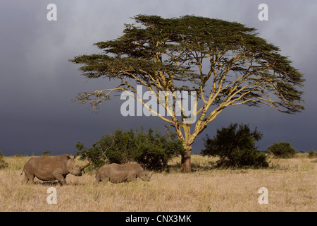 Rhinocéros blanc, carré-lipped rhinoceros, grass rhinoceros (Ceratotherium simum), deux animaux à un seul arbre dans la savane, au Kenya Banque D'Images