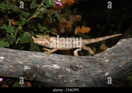 Caméléon de Jackson, Jackson's trois-horned chameleon (Chamaeleo jacksonii, Chamaeleo jacksoni,), marche à pied le long d'un tronc d'arbre, au Kenya Banque D'Images