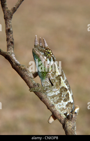 Caméléon de Jackson, Jackson's trois-horned chameleon (Chamaeleo jacksonii, Chamaeleo jacksoni,), marchant le long d'une branche, Kenya Banque D'Images