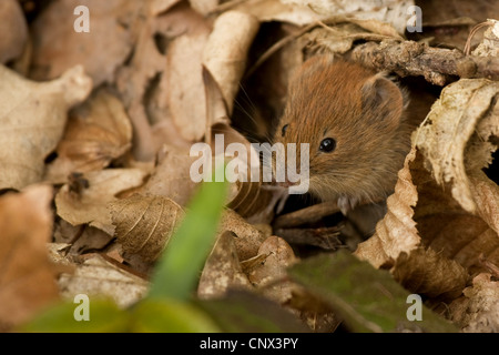 Campagnol roussâtre (Clethrionomys glareolus), dans le feuillage, l'Allemagne, Hesse Banque D'Images