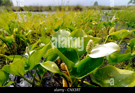 L'arum, calla des marais sauvages (Calla palustris), la floraison à la frontière, l'Allemagne, mire Basse-saxe, NSG Grosses Torfmoor Banque D'Images