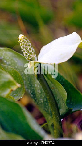 L'arum, calla des marais sauvages (Calla palustris), la floraison, l'ALLEMAGNE, Basse-Saxe, NSG Grosses Torfmoor Banque D'Images