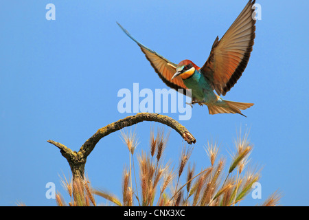 Eater Guêpier d'Europe (Merops apiaster), l'atterrissage sur une branche, la Grèce, l'Kerkini-See Banque D'Images
