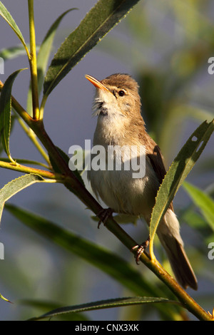 Olivaceous warbler (Hippolais pallida), homme assis sur une brindille de saule, Grèce, Lesbos Banque D'Images