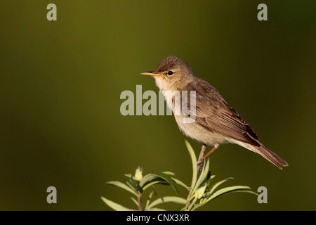 Olivaceous warbler (Hippolais pallida), homme assis sur une branche, Grèce, Lesbos Banque D'Images