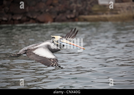 Pelican Pelecanus thagus péruvienne, en vol, au-dessus de l'eau Banque D'Images