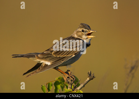 Calandre (Melanocorypha calandra), homme chantant, Bulgarie, Kap Kaliakra Banque D'Images