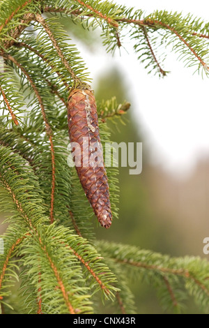 L'épinette de Norvège (Picea abies), cône de l'épinette un arbre, l'Allemagne, Rhénanie du Nord-Westphalie Banque D'Images