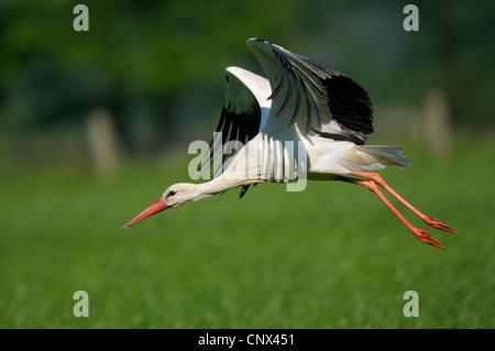 Cigogne Blanche (Ciconia ciconia), des profils à partir, en Allemagne, en Rhénanie du Nord-Westphalie, NSG Dingdener Heide Banque D'Images