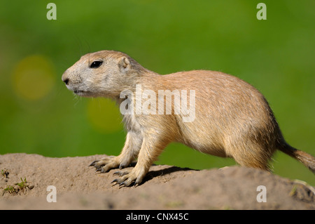 Chien de prairie, des plaines du chien de prairie (Cynomys ludovicianus), juvénile assis sur le sol Banque D'Images