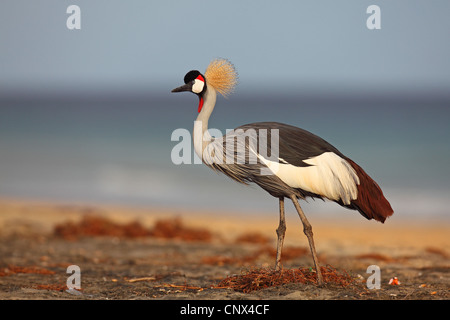 Grue couronnée (Balearica pavonina), sur la plage, îles Canaries, Fuerteventura Banque D'Images