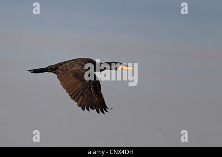 Grand Cormoran (Phalacrocorax carbo), vol , Pays-Bas, le Flevoland Banque D'Images