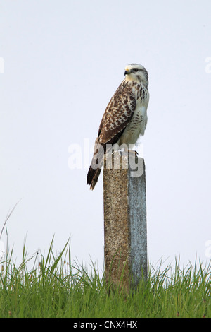 Eurasian buzzard (Buteo buteo), assis sur un poteau, le Flevoland, Pays-Bas Banque D'Images