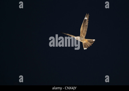 Engoulevent d'Europe (Caprimulgus europaeus), homme volant dans le ciel nocturne, l'Allemagne, Rhénanie du Nord-Westphalie Banque D'Images