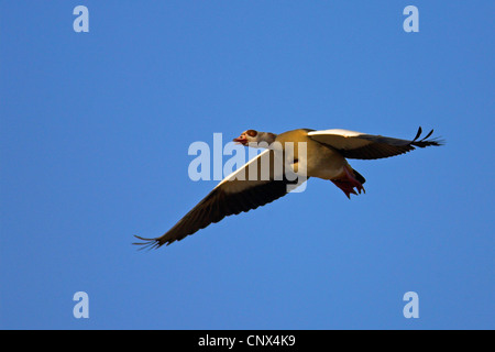 Egyptian goose (Alopochen aegyptiacus), voler, Pays-Bas, Gueldre Banque D'Images