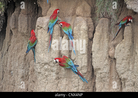 Le rouge et vert, Ara chloroptera Ara Banque D'Images