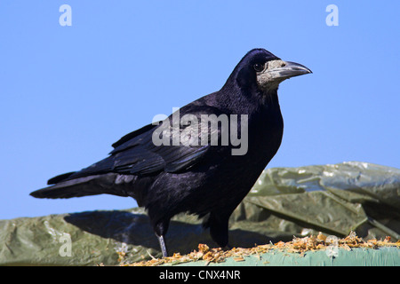 Corbeau freux (corvus frugilegus), portrait, oiseau sur un tas de maïs, Pays-Bas, Frise Banque D'Images