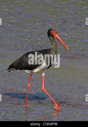 La cigogne noire (Ciconia nigra), marcher dans une rivière, la Grèce, Lesbos Banque D'Images