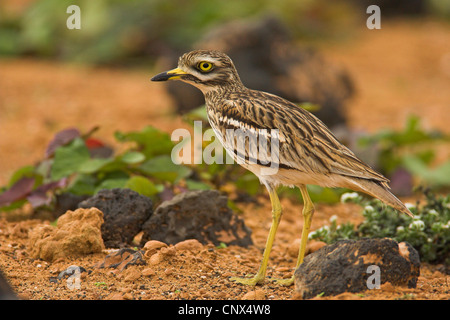 Stone-curlew (Burhinus bistriatus), comité permanent, Canaries, Lanzarote Banque D'Images