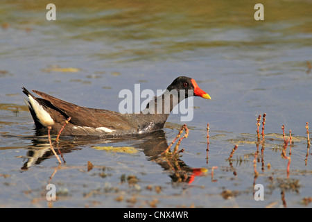 Gallinule poule-d'eau (Gallinula chloropus), natation, la Grèce, l'Kerkini-See Banque D'Images