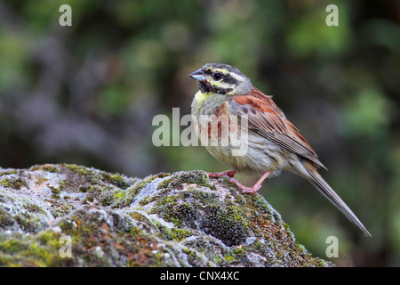 Cirl bunting (Emberiza cirlus), homme assis sur un rocher, la Grèce, Lesbos Banque D'Images