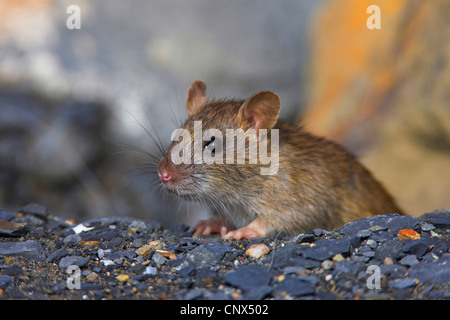 Rat brun, commo rat brun, surmulot, rat commun (Rattus norvegicus), juvénile assis sur la masse de gravier, Espagne, Andalousie, Huelva Banque D'Images