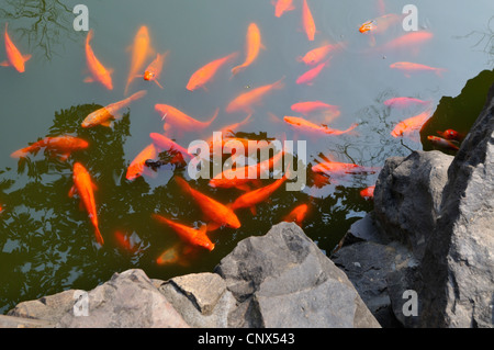 Goldfish carpe koï dans le bassin principal au Jardins de YuYuan, Shanghai, Chine Banque D'Images