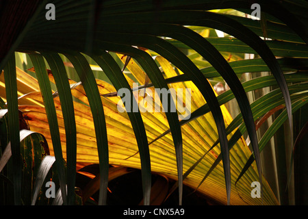 Structure des feuilles de palmier, Seychelles, Praslin, parc national de la Vallée de Mai Banque D'Images