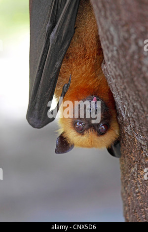 Seychelles, seychelles flying fox (Pteropus seychellensis fruit bat), suspendu à un arbre, les Seychelles Banque D'Images