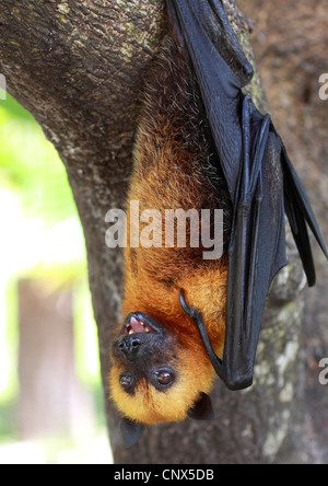 Seychelles, seychelles flying fox (Pteropus seychellensis fruit bat), suspendu à un arbre, les Seychelles Banque D'Images