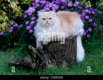 Chat domestique, chat de maison, le Persan (Felis silvestris catus. f), situé sur l'arbre porte-fusée Banque D'Images