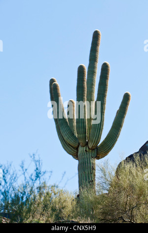 Une grande Saguaro cactus armés de South Mountain Park près de Phoenix, Arizona, USA. Banque D'Images