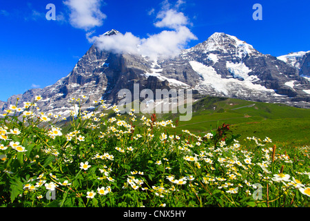 À feuilles d'Aconit (Ranunculus aconitifolius), fleurs en face de l'Eiger et Moench, Suisse, Oberland Bernois Banque D'Images