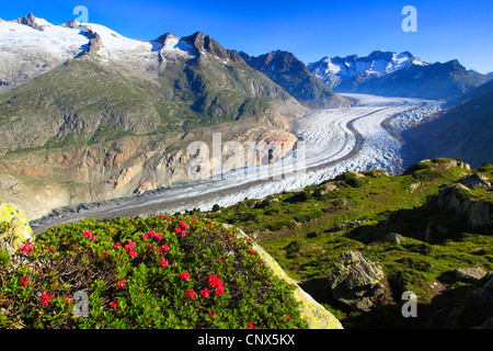 Rose des alpes à feuilles rouille (Rhododendron ferrugineum), vue panoramique sur l'Wannenhoerner et le glacier d'Aletsch avec roses alpines au premier plan, la Suisse, Valais Banque D'Images