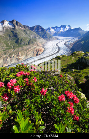 Rose des alpes à feuilles rouille (Rhododendron ferrugineum), vue panoramique sur l'Wannenhoerner et le glacier d'Aletsch avec roses alpines au premier plan, la Suisse, Valais Banque D'Images