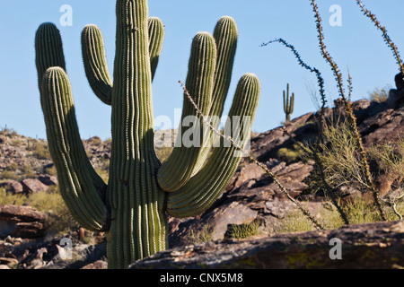 Saguaro cactus sur un paysage rocheux, South Mountain Park au sud de Phoenix, Arizona. Banque D'Images