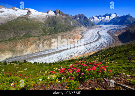 Rose des alpes à feuilles rouille (Rhododendron ferrugineum), vue panoramique sur l'Wannenhoerner et le glacier d'Aletsch avec roses alpines au premier plan, la Suisse, Valais Banque D'Images