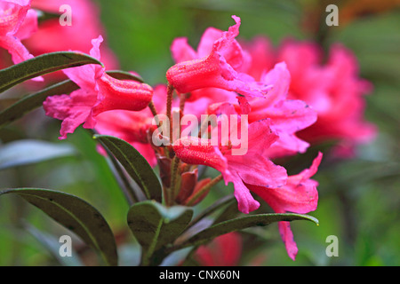 Rose des alpes à feuilles rouille (Rhododendron ferrugineum), blooming, Suisse, Valais Banque D'Images