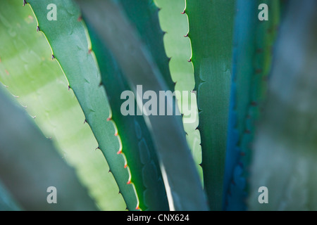 Vue rapprochée d'un agave du Phoenix Desert Botanical Gardens. Banque D'Images