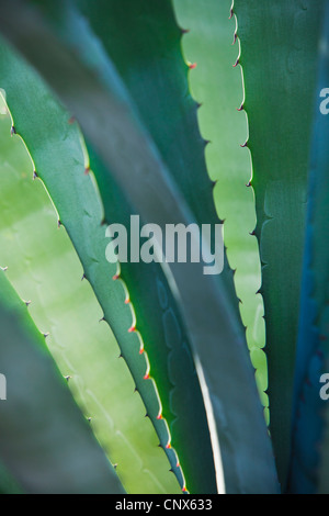 Vue rapprochée d'un agave du Phoenix Desert Botanical Gardens. Banque D'Images