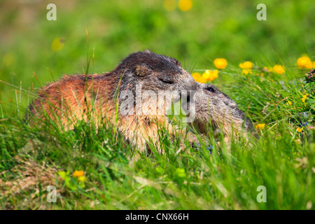 Marmotte des Alpes (Marmota marmota), la force de la concurrence deux animaux dans une prairie de montagne, l'Autriche, le Parc National du Hohe Tauern Banque D'Images