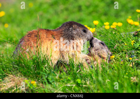 Marmotte des Alpes (Marmota marmota), la force de la concurrence deux animaux dans une prairie de montagne, l'Autriche, le Parc National du Hohe Tauern Banque D'Images