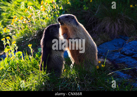 Marmotte des Alpes (Marmota marmota), la force de la concurrence deux animaux article errected face à face à un endroit ombragé dans une prairie de montagne, l'Autriche, le Parc National du Hohe Tauern Banque D'Images