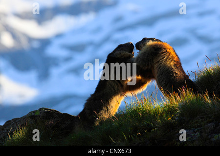 Marmotte des Alpes (Marmota marmota), la force de la concurrence deux animaux article errected face à face à un endroit ombragé dans une prairie de montagne, l'Autriche, le Parc National du Hohe Tauern Banque D'Images