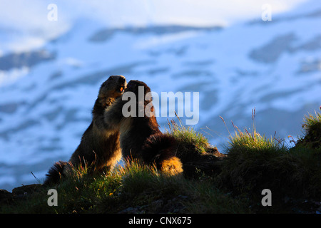 Marmotte des Alpes (Marmota marmota), la force de la concurrence deux animaux article errected face à face à un endroit ombragé dans une prairie de montagne, l'Autriche, le Parc National du Hohe Tauern Banque D'Images