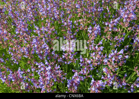 La sauge commune, cuisine sauge (Salvia officinalis), la floraison Banque D'Images